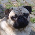 Mopshond