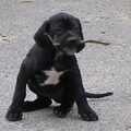 Engelse Pointer