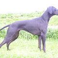 Engelse Pointer