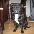 Staffordshire Bull Terrier