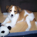 Kooikerhondje