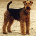 Airedale Terrier