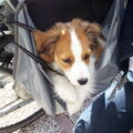 Kooikerhondje