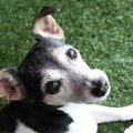 Jack Russell Terrier