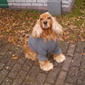Engelse Cocker Spaniel