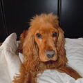 Engelse Cocker Spaniel