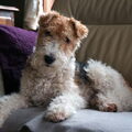 Foxterrier, draadhaar