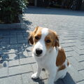 Kooikerhondje