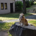 Labrador