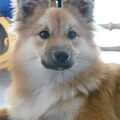 IJslandse Hond