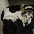 Jack Russell Terrier