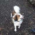 Kooikerhondje