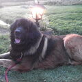 Leonberger