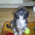 Lhasa Apso