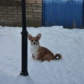 Welsh Corgi Cardigan