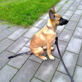 Mechelse Herder