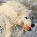 Zwitserse Witte Herder