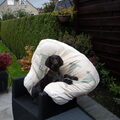 Duitse Staande Hond, Draadhaar