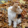 Foxterrier, draadhaar