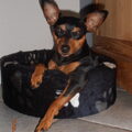 Dwergpinscher