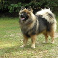 Eurasier