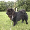 Chow chow