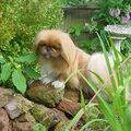 Pekingees