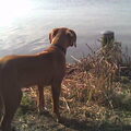 Rhodesian Ridgeback