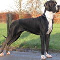 Duitse Dog