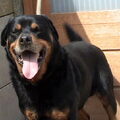 Rottweiler