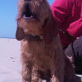 Basset Fauve de Bretagne