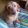 Basset Fauve de Bretagne