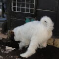 Tibetaanse Terrier