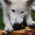 Zwitserse Witte Herder