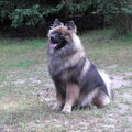 Eurasier