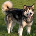 Alaskan Malamute