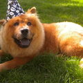 Chow chow