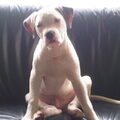 Amerikaanse Bulldog