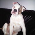 Amerikaanse Bulldog