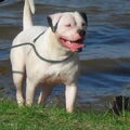 Amerikaanse Bulldog