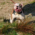 Amerikaanse Bulldog