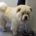 Chow chow