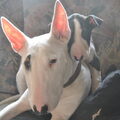 Bull Terrier