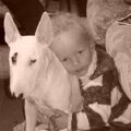 Bull Terrier