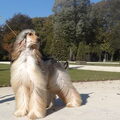 Afghaanse Windhond