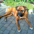 Boxer