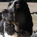 Engelse Springer Spaniel