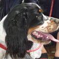 Engelse Springer Spaniel