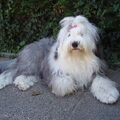 Old English Sheepdog