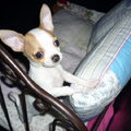 Chihuahua
